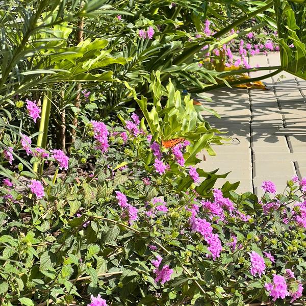 Flores do jardim do Festou em Realeza